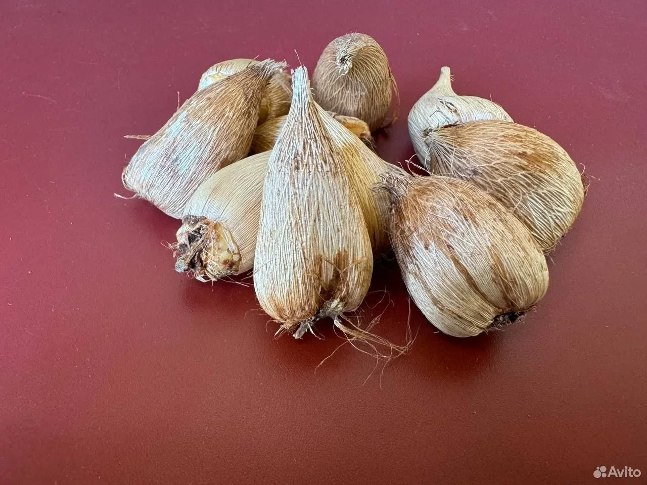 Фрезия Ред луковицы 10 шт.